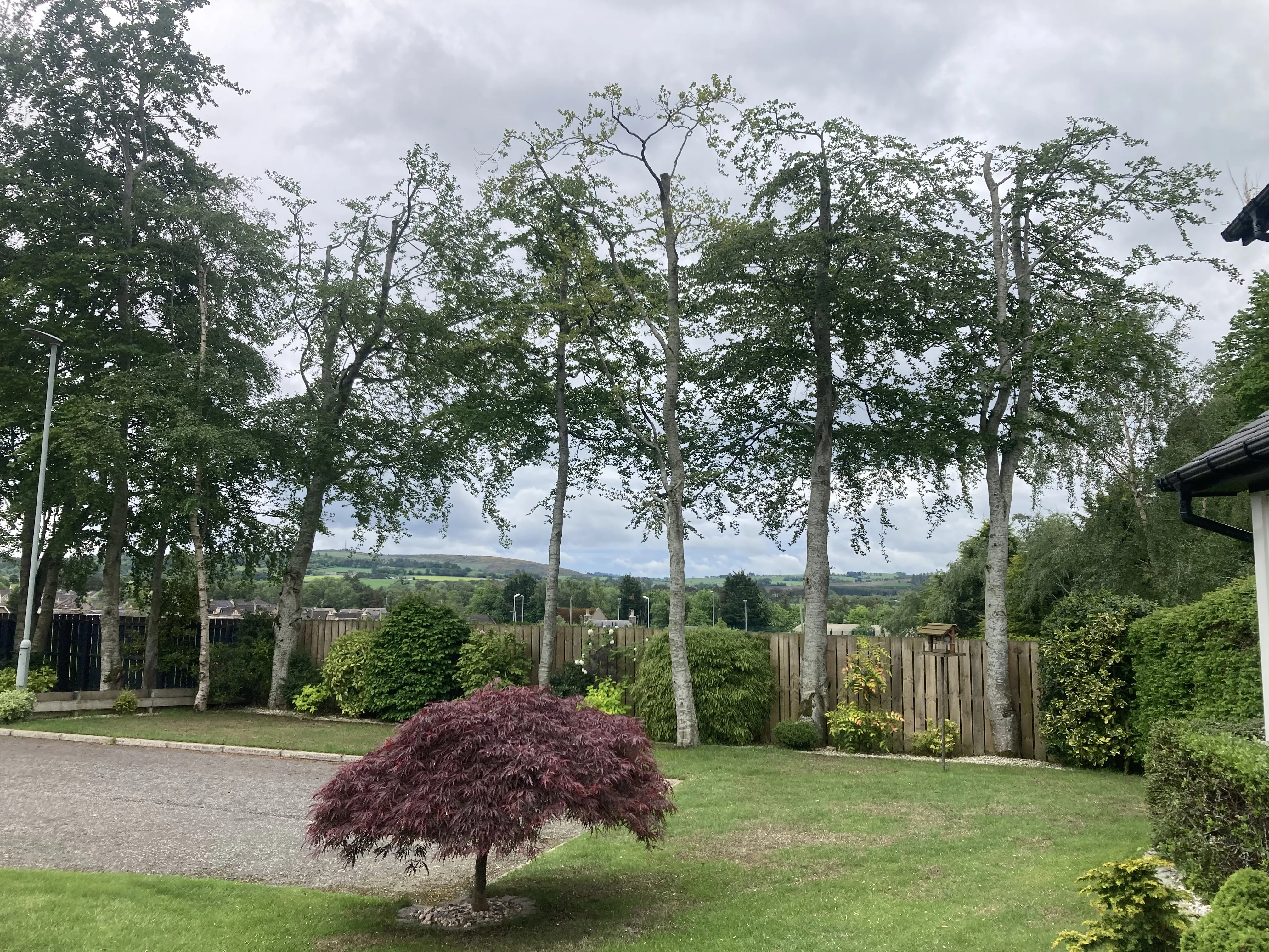 After - crown lifted birch group in residential garden